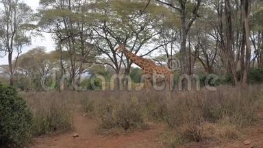 <strong>一只</strong>成年长颈鹿在干旱的非洲大<strong>草原</strong>上吃和站在阿卡西亚。